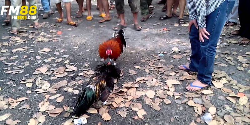 Đá gà miền Tây - Nét đẹp văn hóa và những trận đấu kịch tính