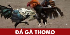 Đá gà Thomo - Trường đấu chuyên nghiệp bậc nhất Đông Nam Á
